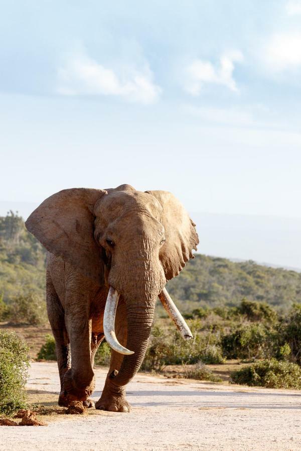 Villa Addo Wildlife Exterior foto